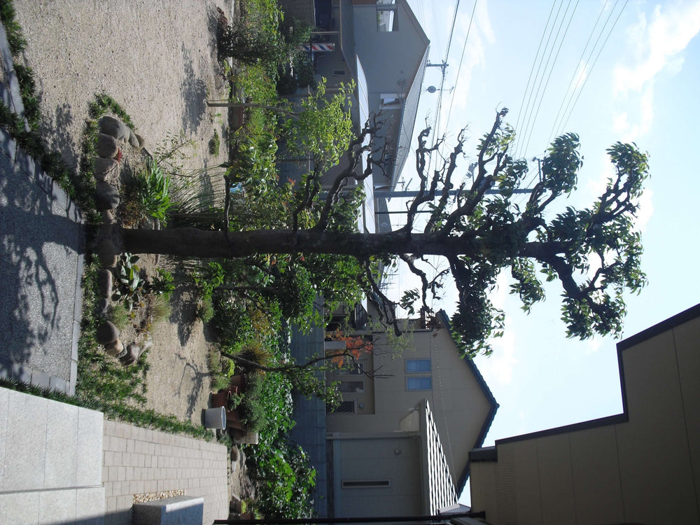 K様邸 庭園植栽リニューアル - 画像6